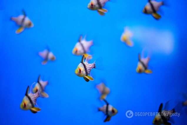 Аквариумные рыбки