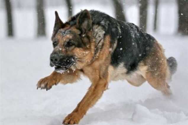 Гибель АТОшника на Киевщине: стало известно, как собаки-убийцы сбежали от хозяина