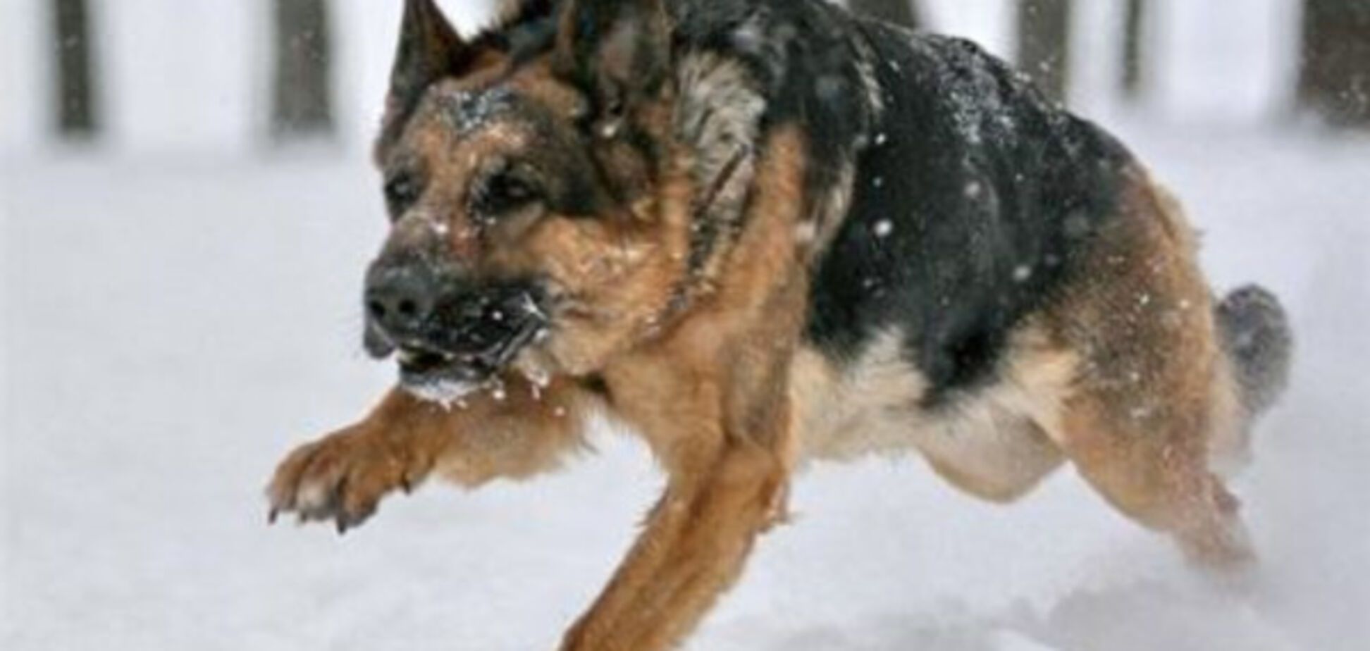 Гибель АТОшника на Киевщине: стало известно, как собаки-убийцы сбежали от хозяина