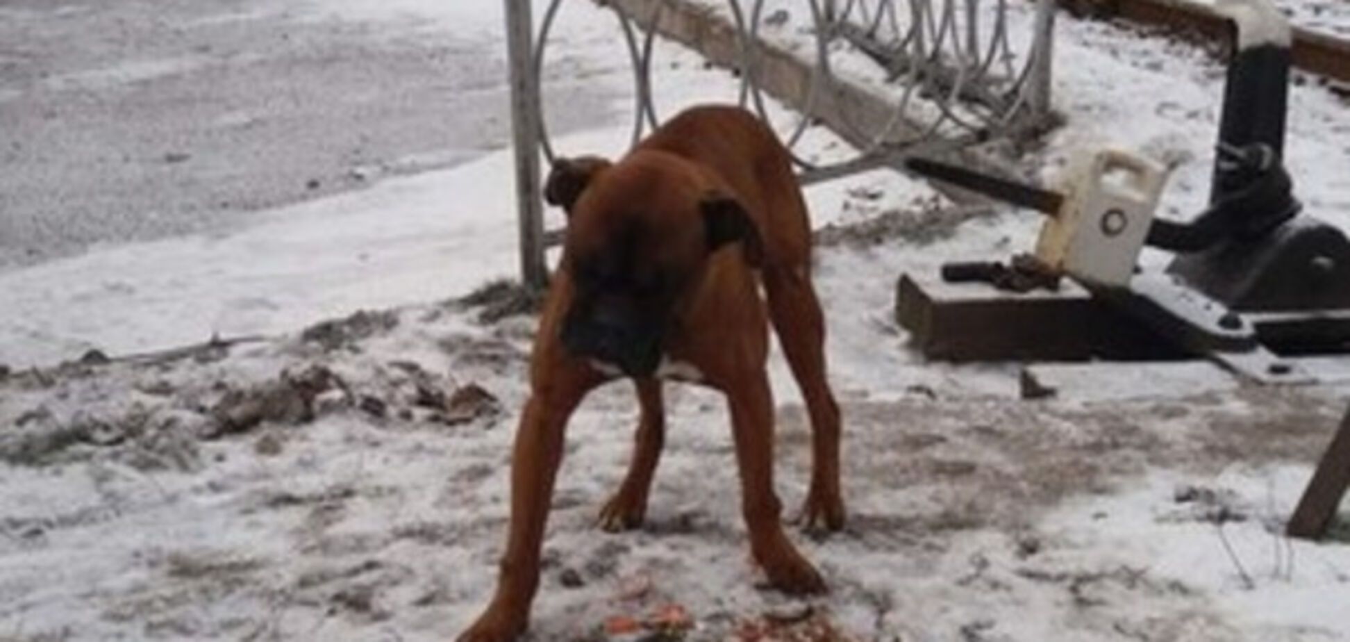 В Запорожье за информацию о потерянной собаке дают 10 тысяч гривен