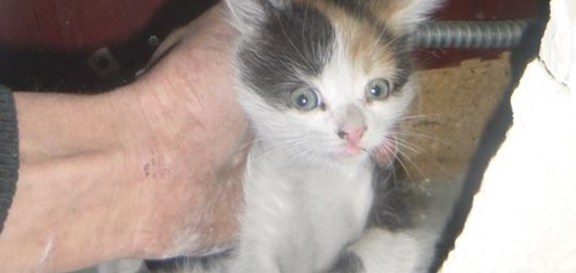 'Целый день слышали писк': в Киеве обнаружили пушистый сюрприз в стене ресторана