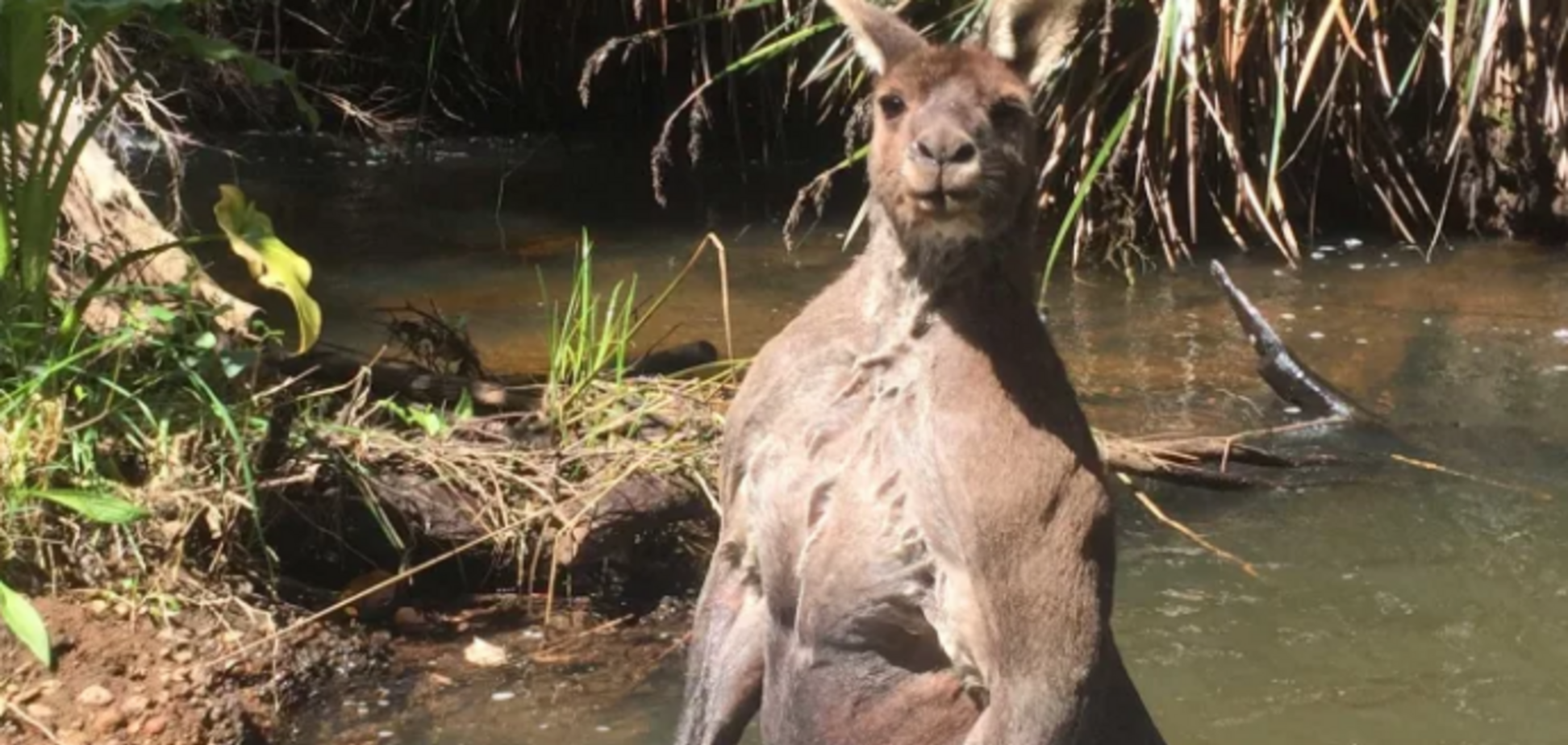 Мускулистый, но высокий: в Австралии объявился животный 'близнец' Путина