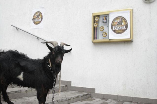 'Пропутінський козел': у Києві президента Чехії жорстко затролили через Крим