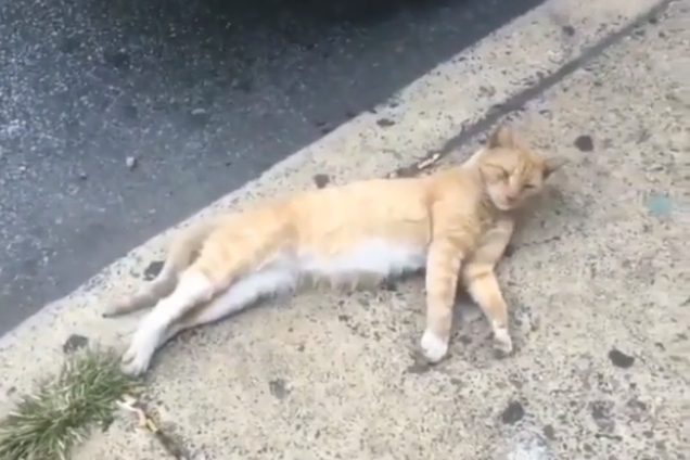 'Бедный мяу-мяу': ролик о воскрешении кота 'разорвал' соцсети