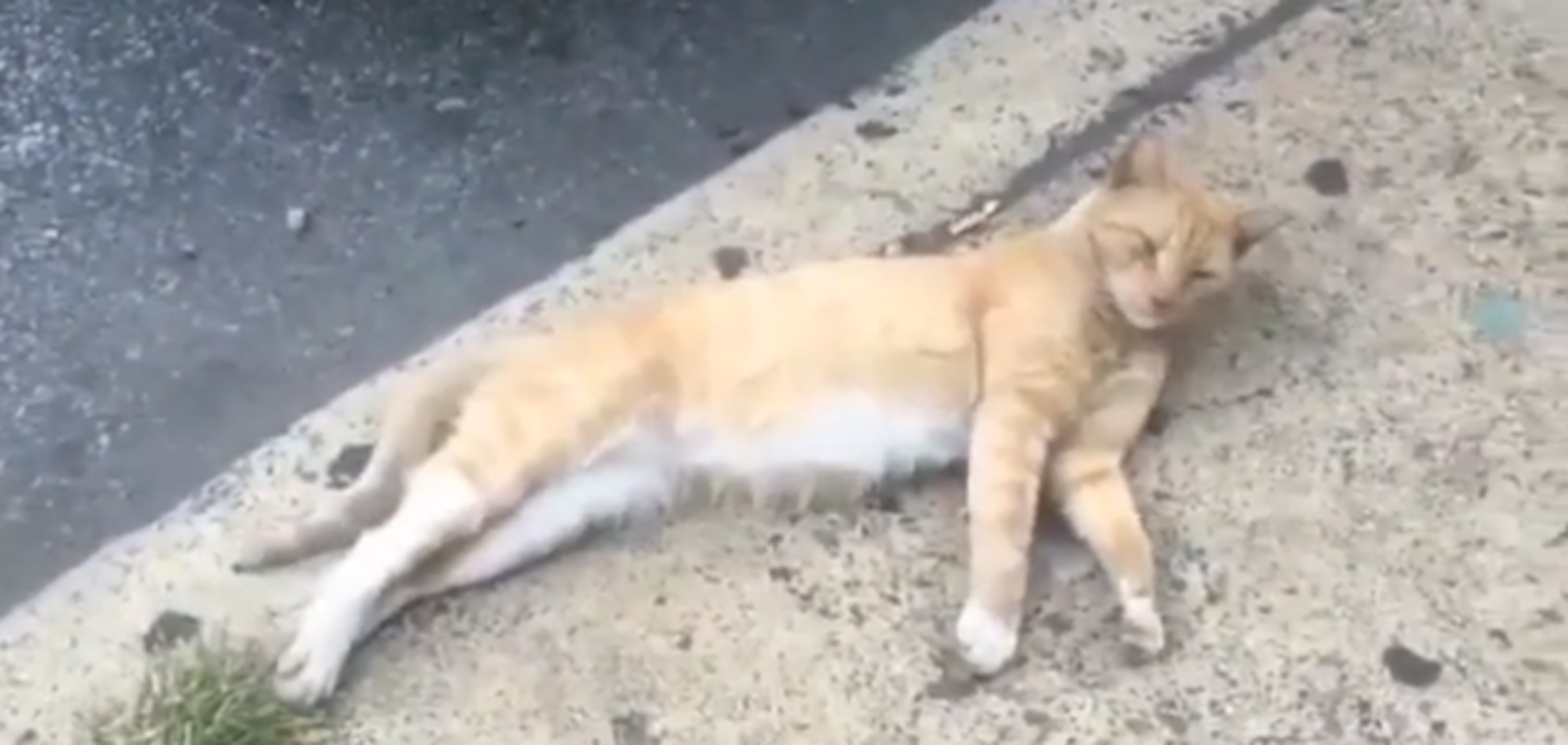 'Бедный мяу-мяу': ролик о воскрешении кота 'разорвал' соцсети
