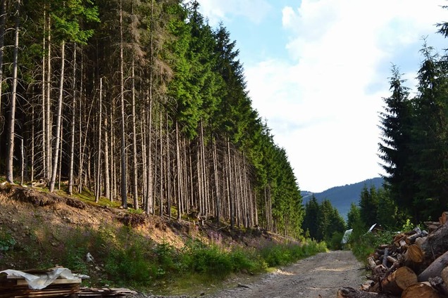 На заході України готується масштабна вирубка лісу заради курорту: активісти просять про допомогу