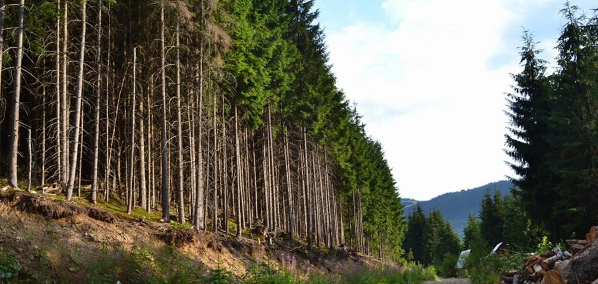 На западе Украины готовится масштабная вырубка леса ради курорта: активисты просят о помощи