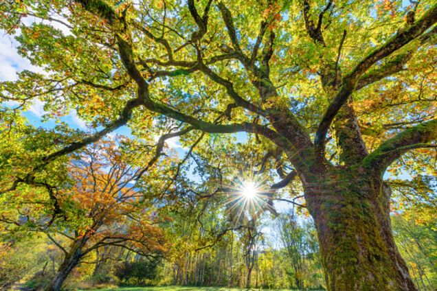 Надвигается мощный антициклон: в Украине резко изменится погода