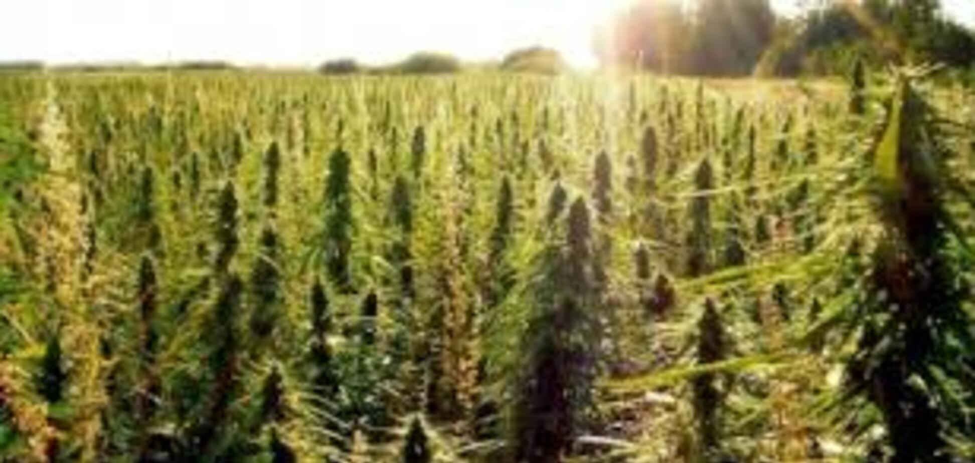 Запорожские полицейские обнаружили 100 кг конопли