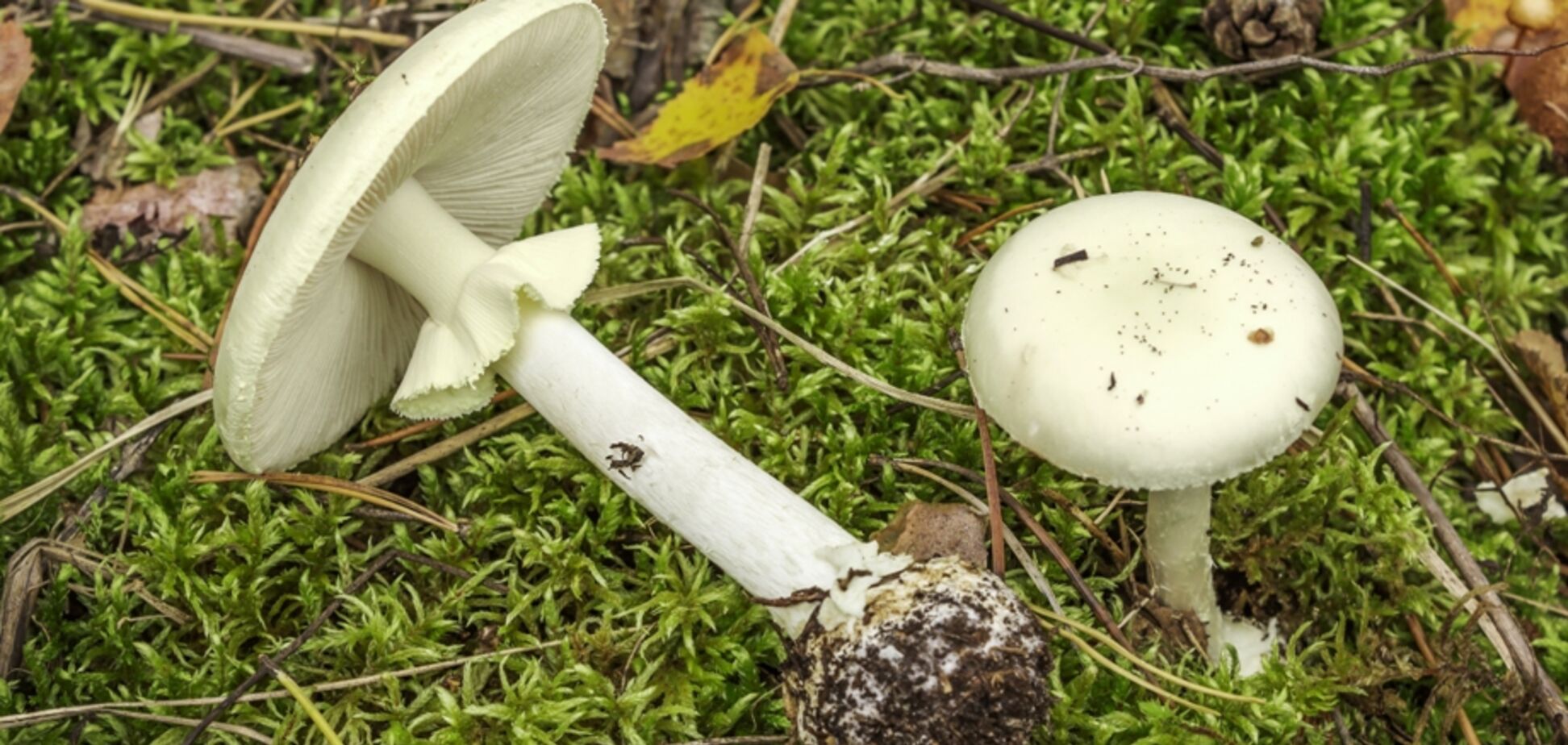 Небезпечні гриби: в Києві від отруєння померла дитина