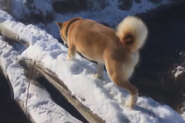 Це фіаско, братан