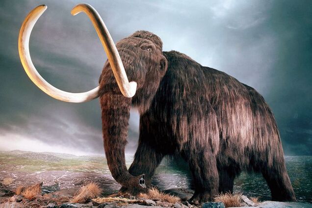 На запорожском курорте нашли останки крупного ископаемого животного (ФОТО)