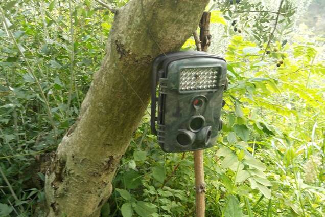 Штрафы и стукачество: как в Европе решают проблему с нарушением законов