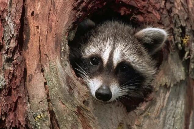 як зігрітися