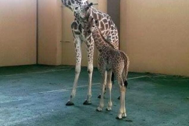 Зоопарк ХІІ месяцев официально представил жирафенка Вито
