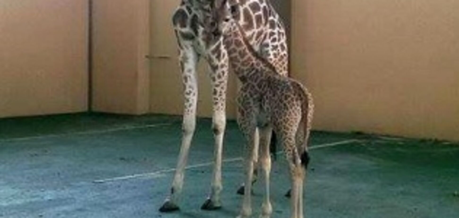 Зоопарк ХІІ месяцев официально представил жирафенка Вито