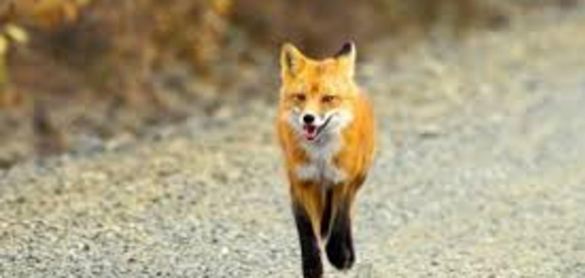 В Запорожской области могут ввести карантин