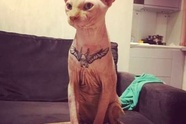 Пара з Чернігова потрапила в грандіозний скандал через тату на котові