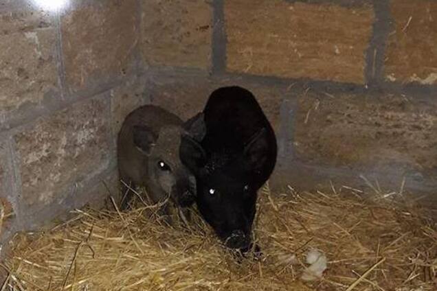 'Не каждый сепар так живет': 'Ангелы Тайры' похвастались своими поросятами