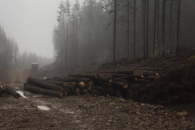 'Медленная смерть': в сети показали масштабы вырубки леса в Карпатах