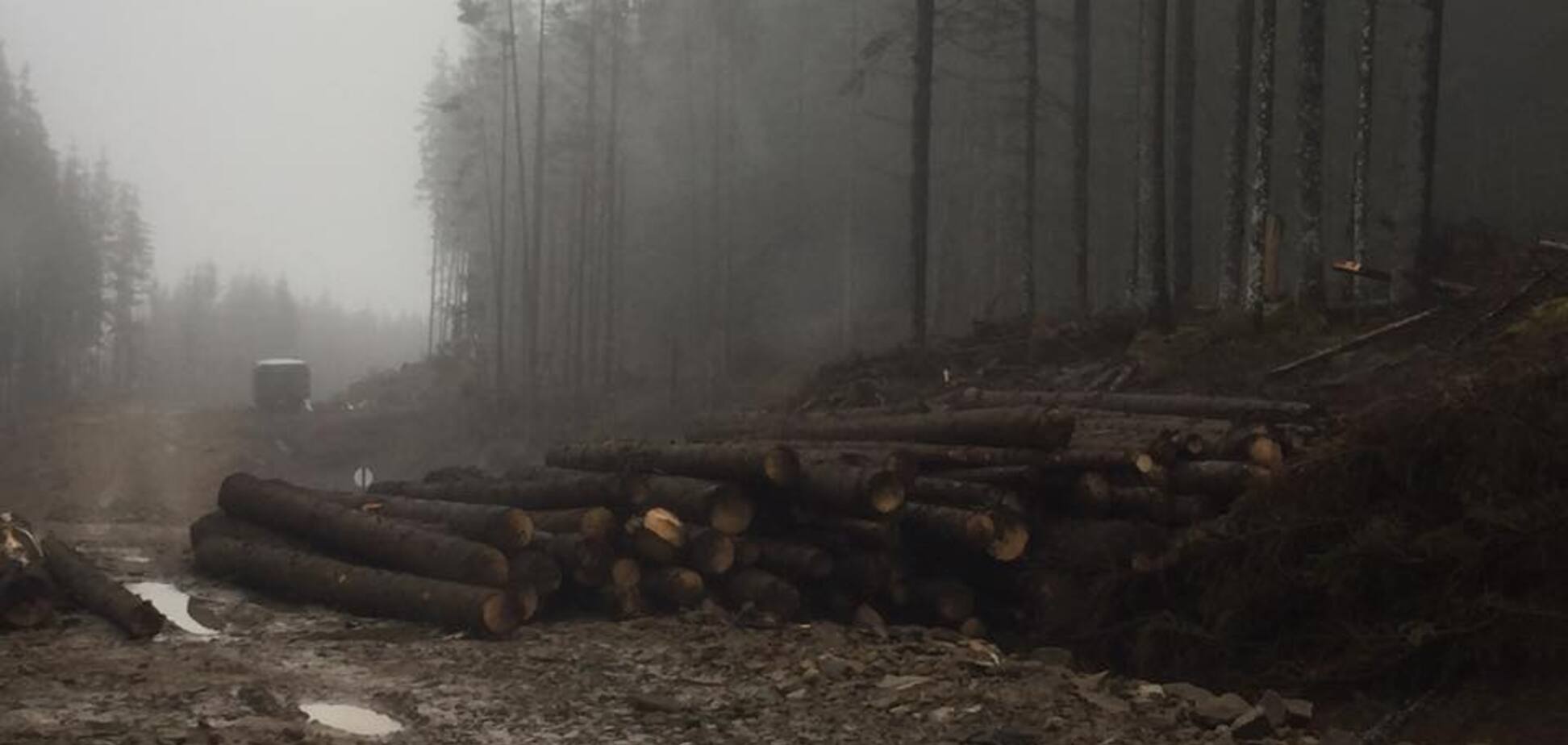 'Медленная смерть': в сети показали масштабы вырубки леса в Карпатах