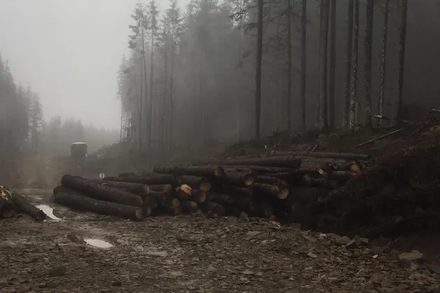 вирубка лісу Карпати