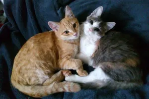 Коти