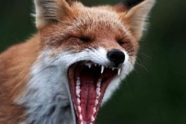 В частині Києва ввели карантин через сказ: подробиці