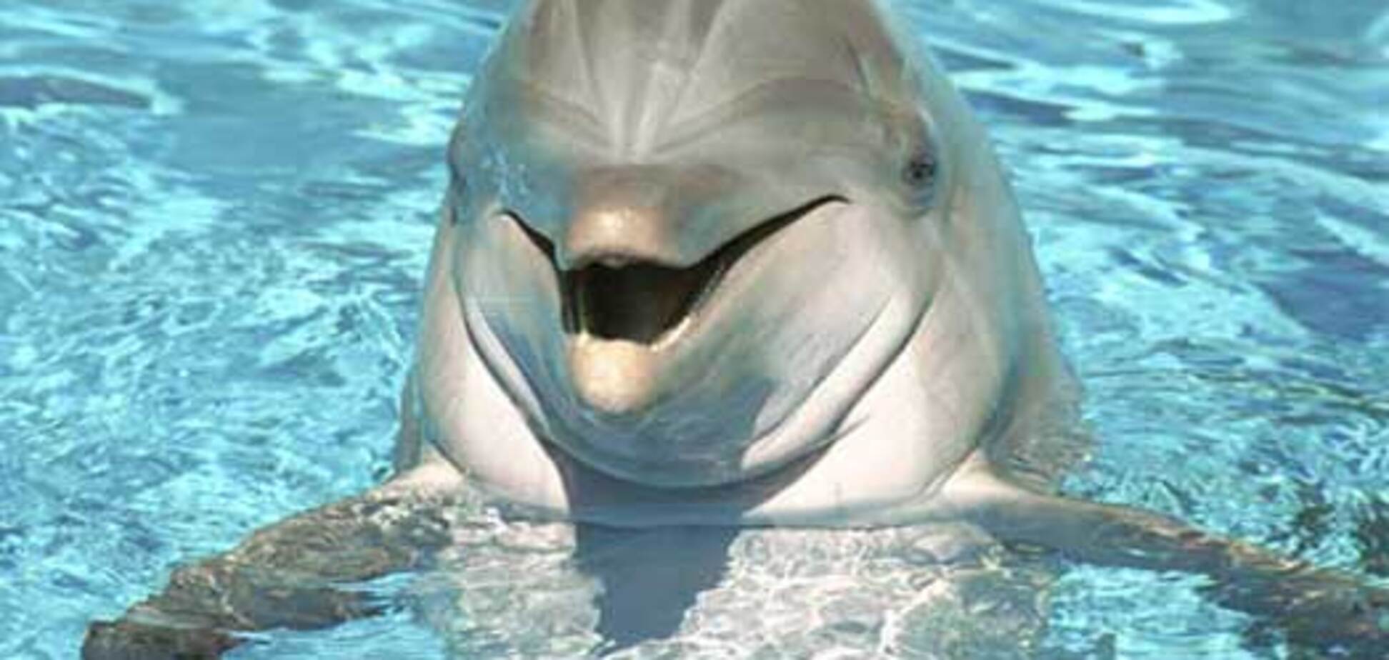 Озвучені вбивчі наслідки Кримського моста для екології