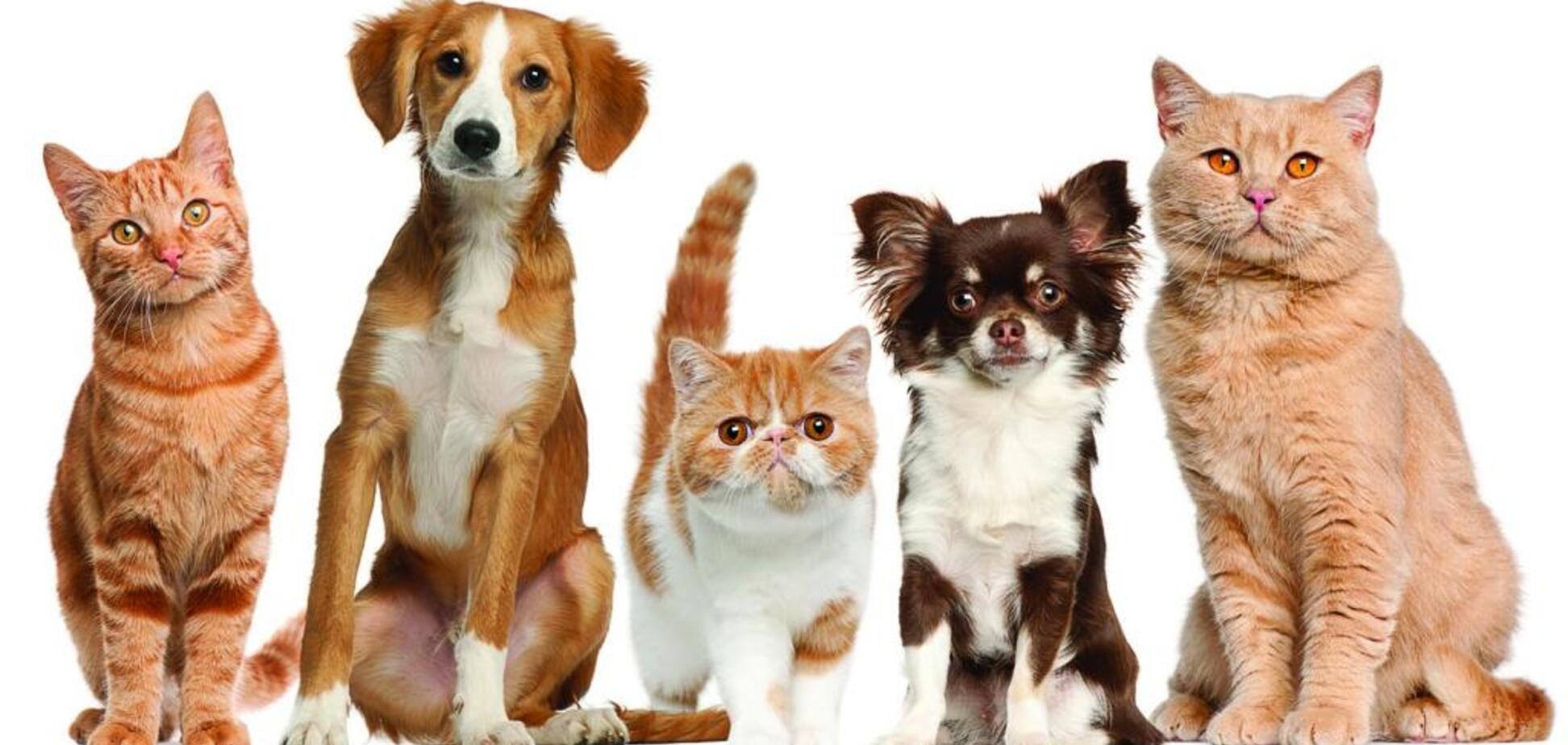 Как милая Мурка и ласковый Барсик будут потрошить ваши карманы