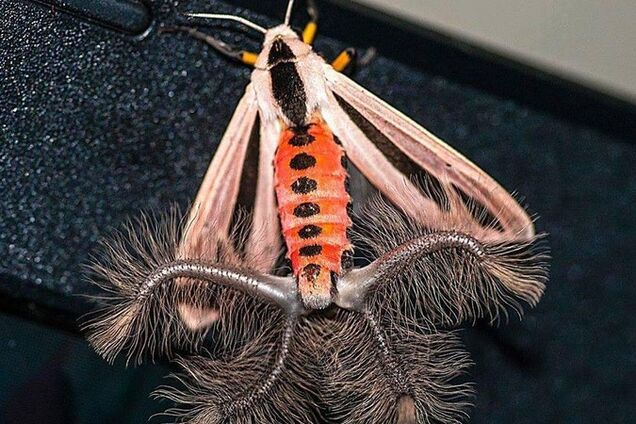 'Живий покемон': мережу налякала загадкова істота на острові Ява