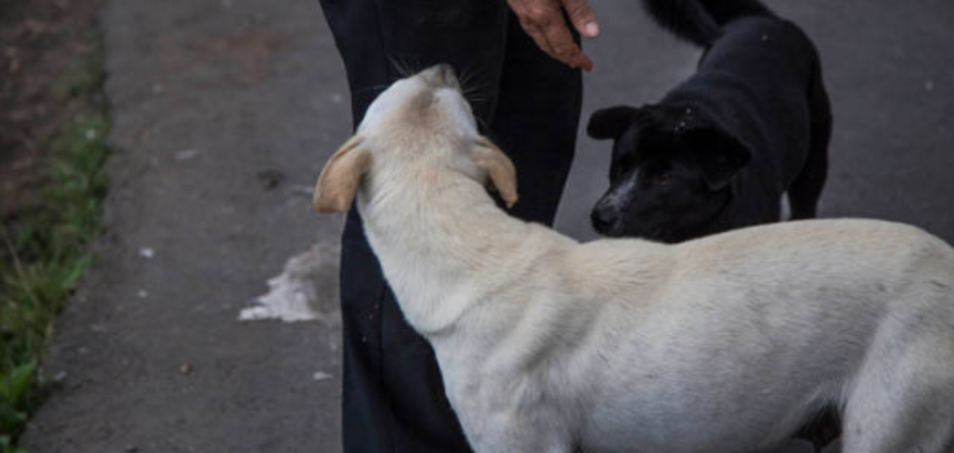 Налог на питомцев: в Раде решили утвердить перечень потенциально опасных пород собак