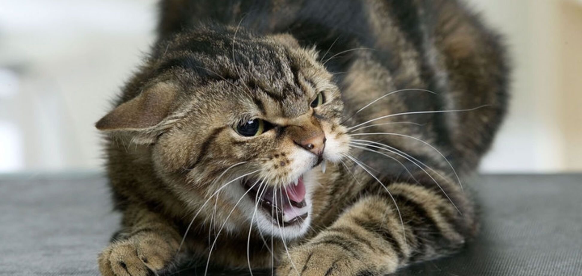 У Кропивницькому скажений кіт покусав людей: лікар дав важливі рекомендації