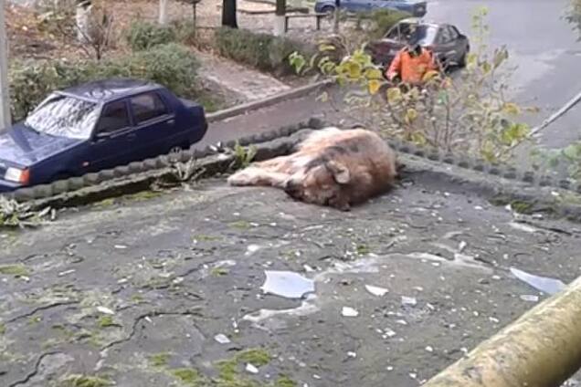 викинув собаку