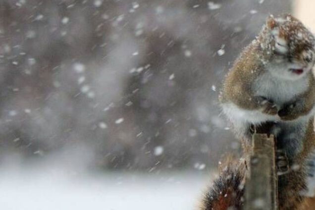 Сніг в Україні