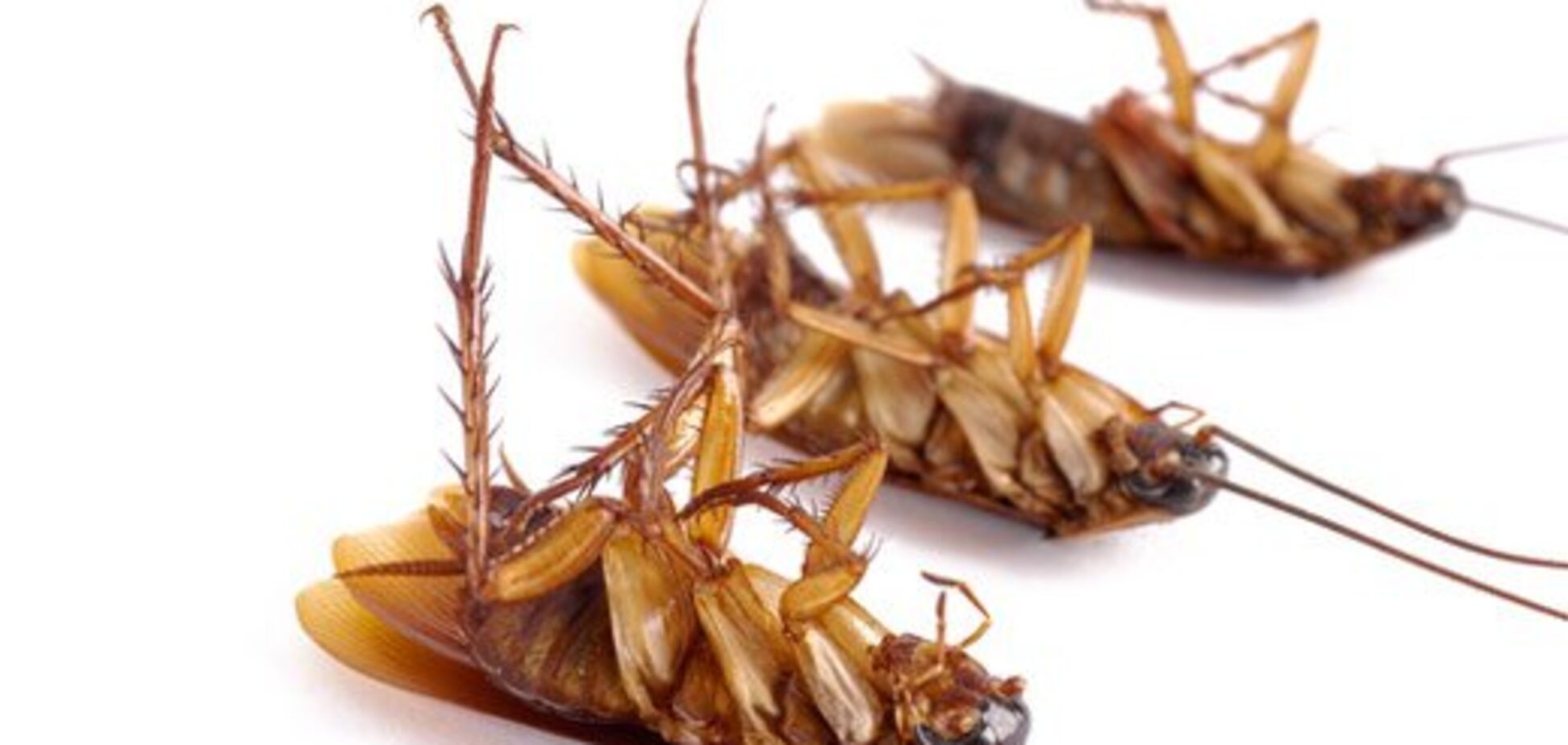 В одном из заведений Запорожской области посетителю подали пиво с мухой