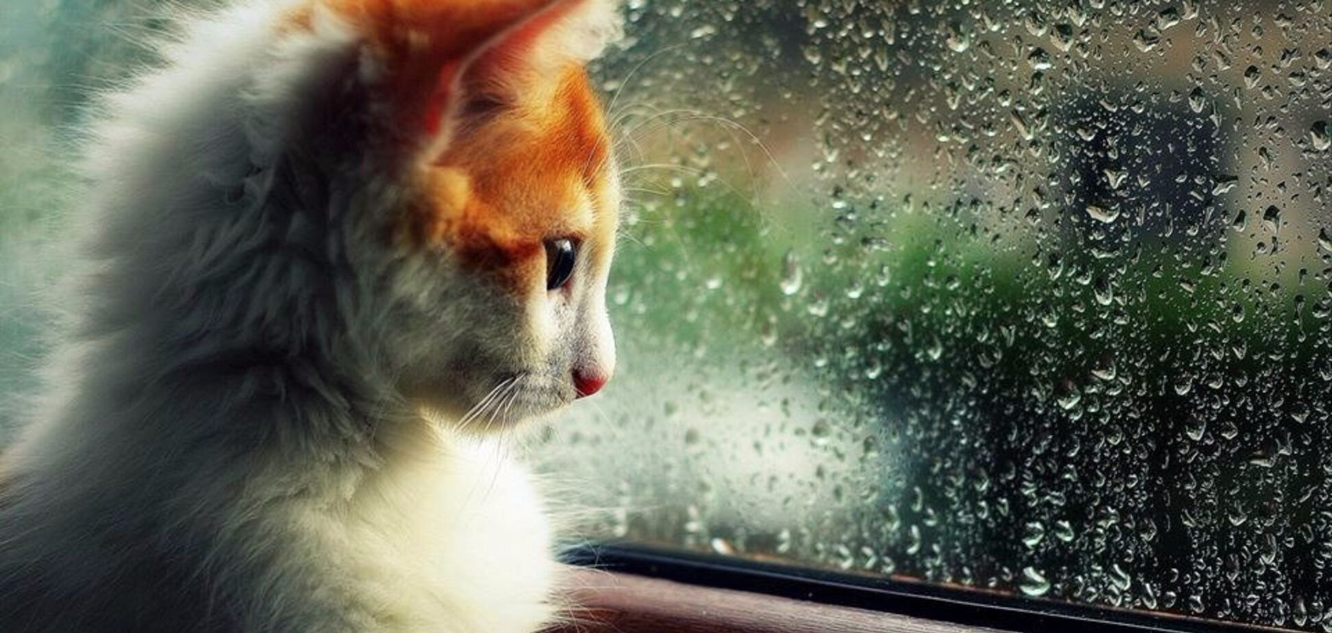 Доставайте зонтики: появился прогноз погоды на субботу в Киеве