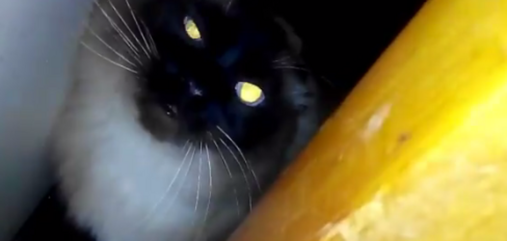Видео с котом-'сатаной' переполошило сеть