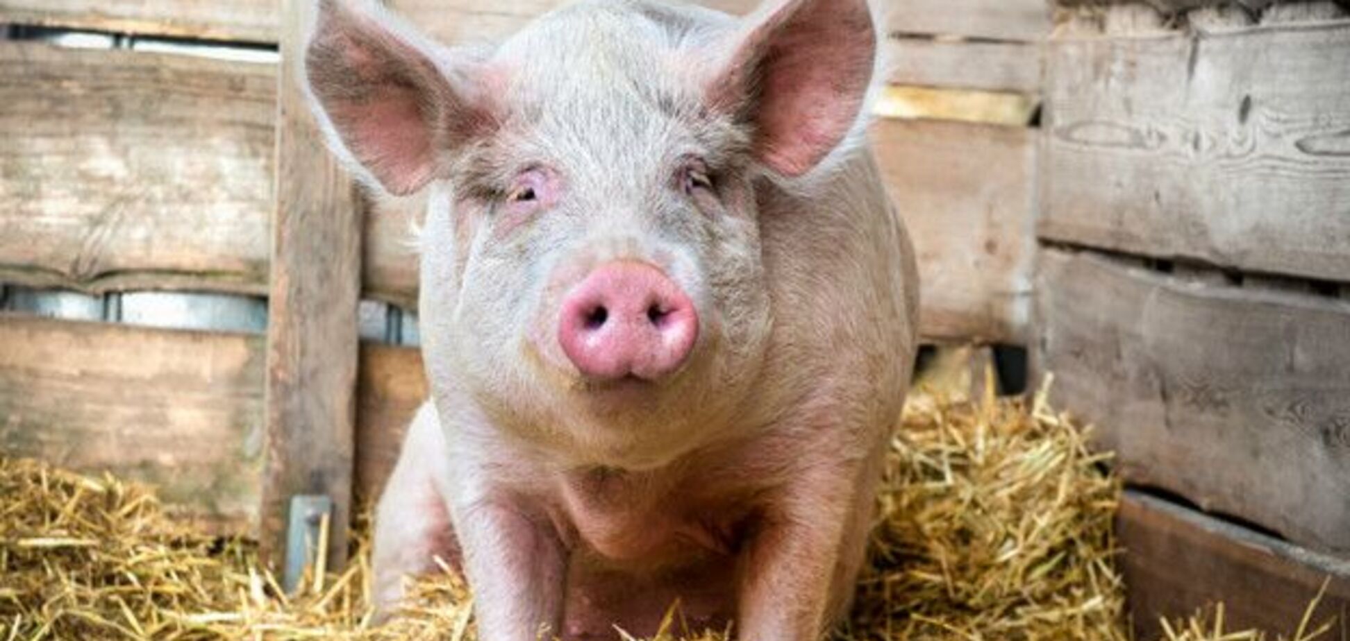 Запретить ввозить свиней! Россия ответила Госдепу на санкции