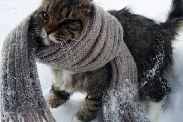 Зима пришла? Появился новый прогноз погоды по Киеву