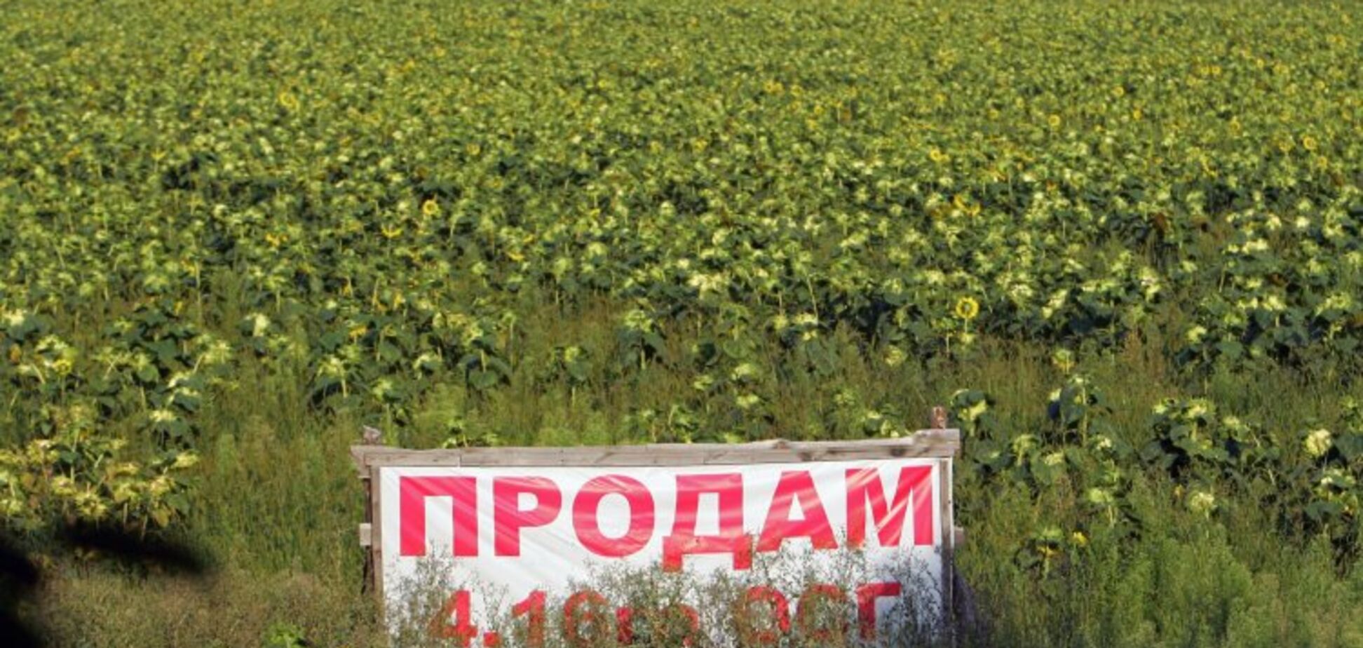 Земельная реформа в Украине: развеяны главные мифы о законопроекте