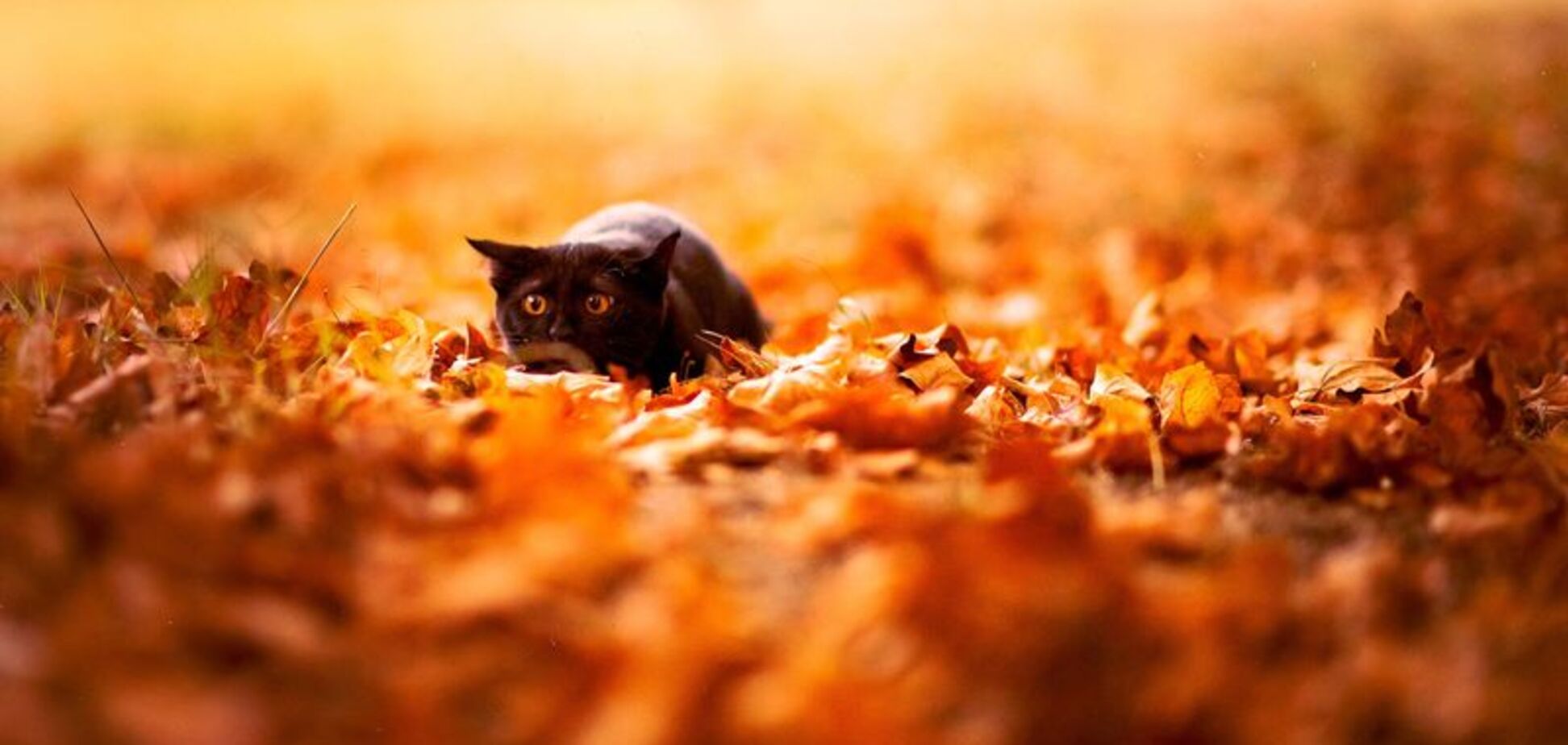 Погода в Киеве