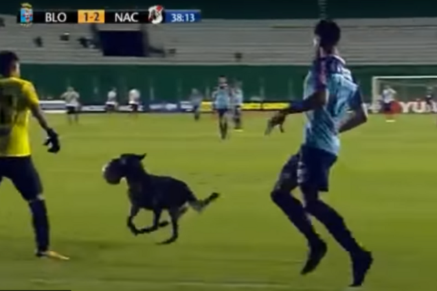 Собака перервала матч, відібравши м'яч у футболістів: курйозне відео