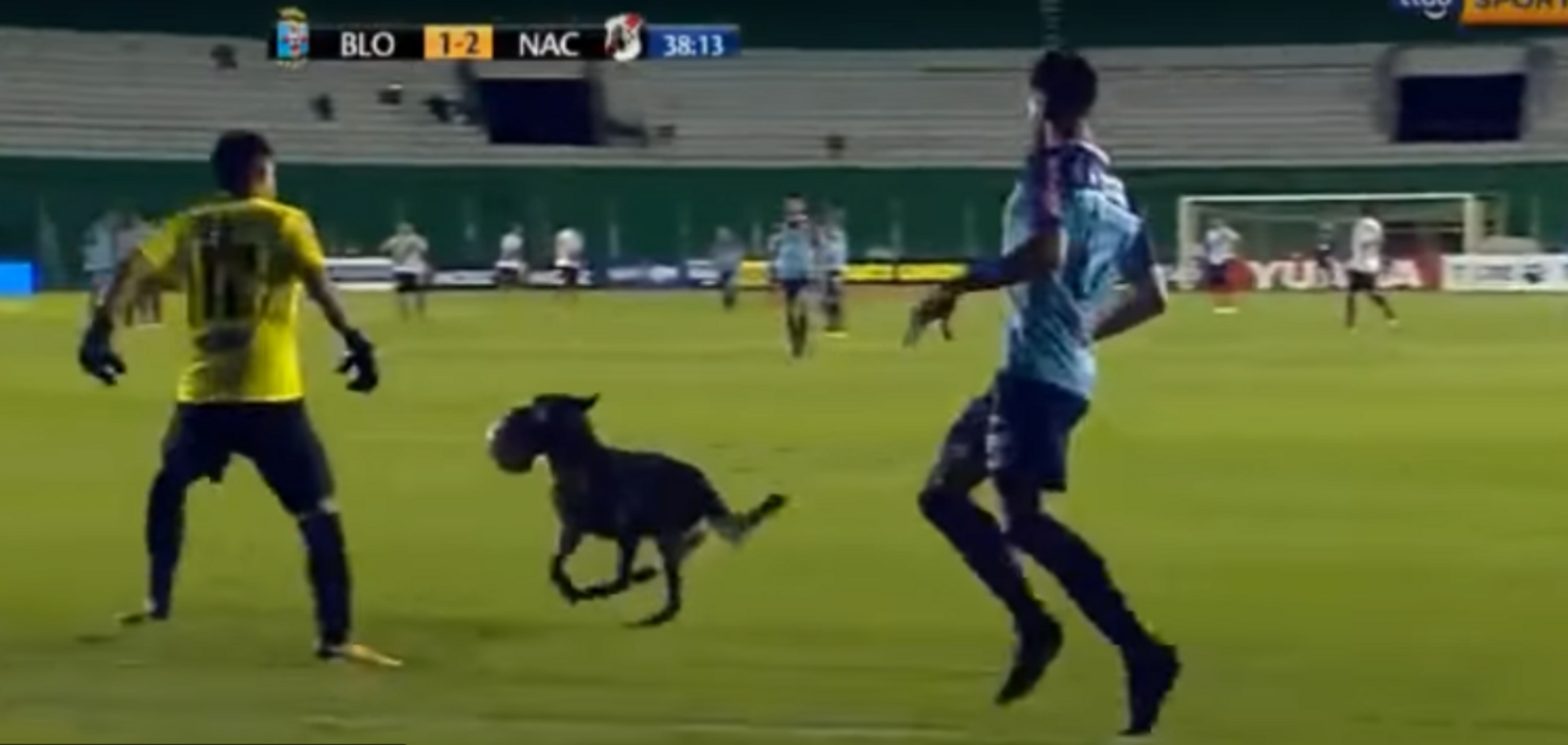 Собака прервала матч, отняв мяч у футболистов: курьезное видео