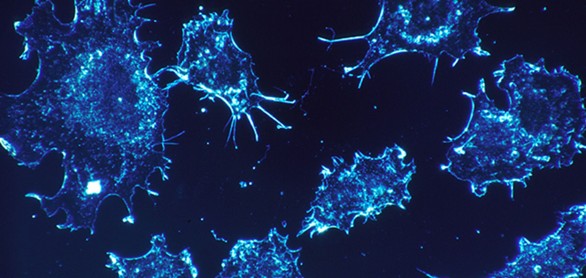 Научное открытие: специалисты научились омолаживать клетки 