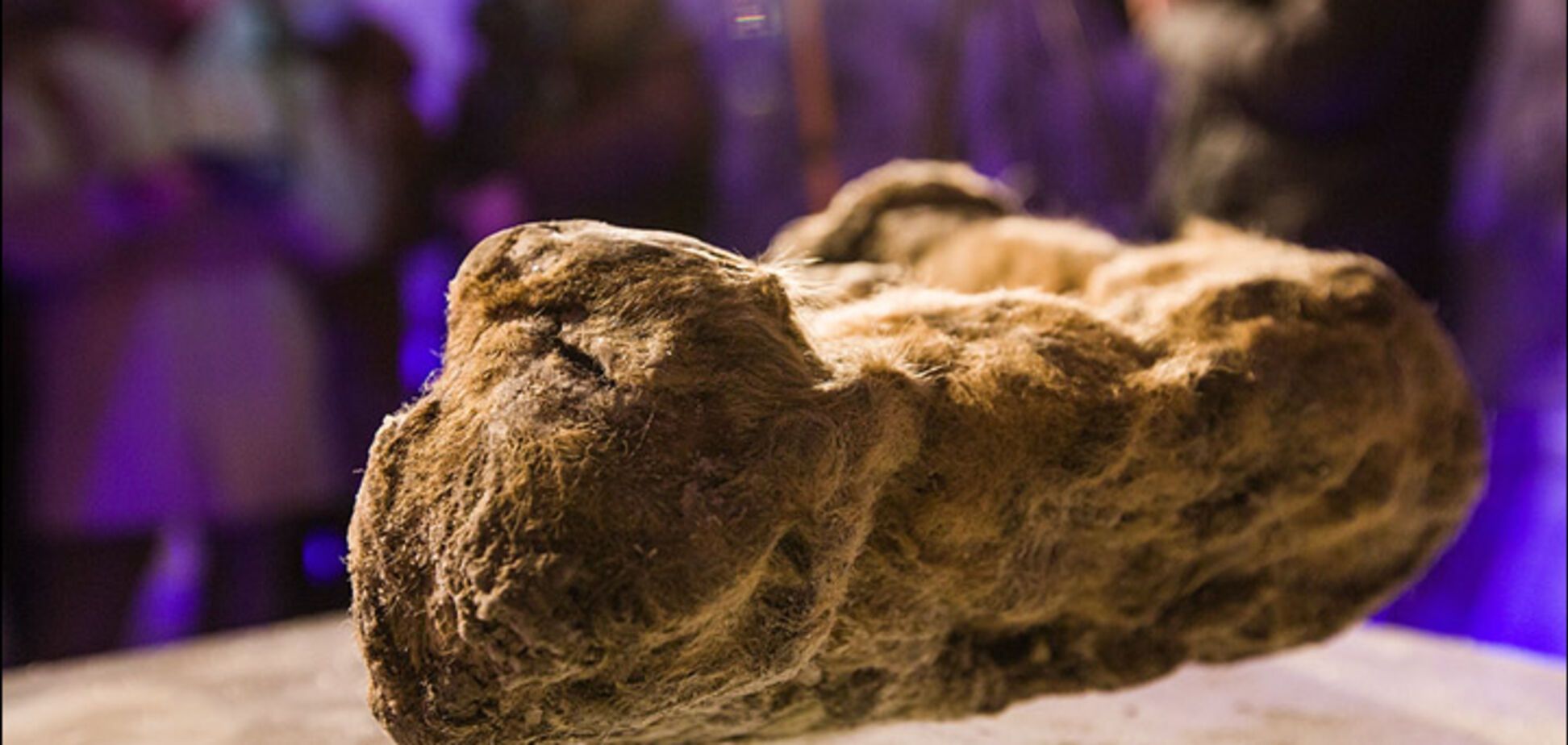 Гость из прошлого: найдено замерзшее доисторическое животное
