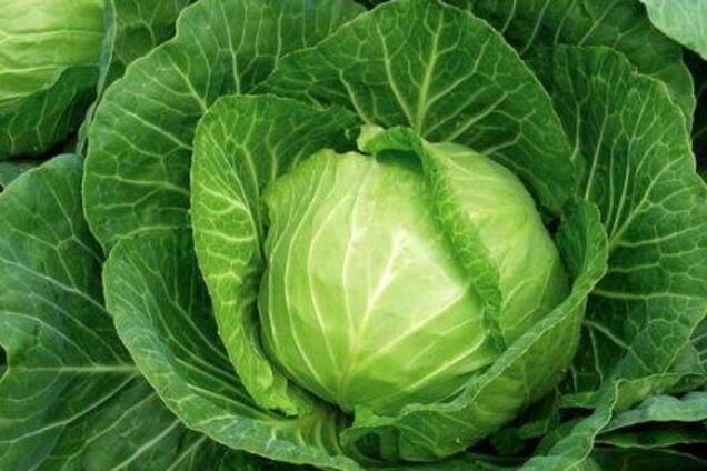 Жителям России повезло – они теперь могут купить больше капусты