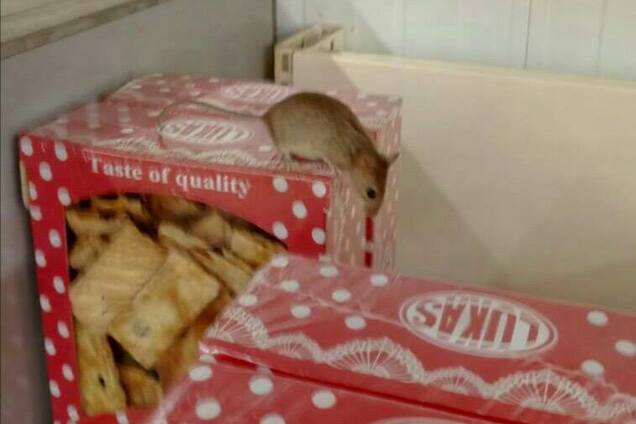 Мышь в ЭКО-маркете