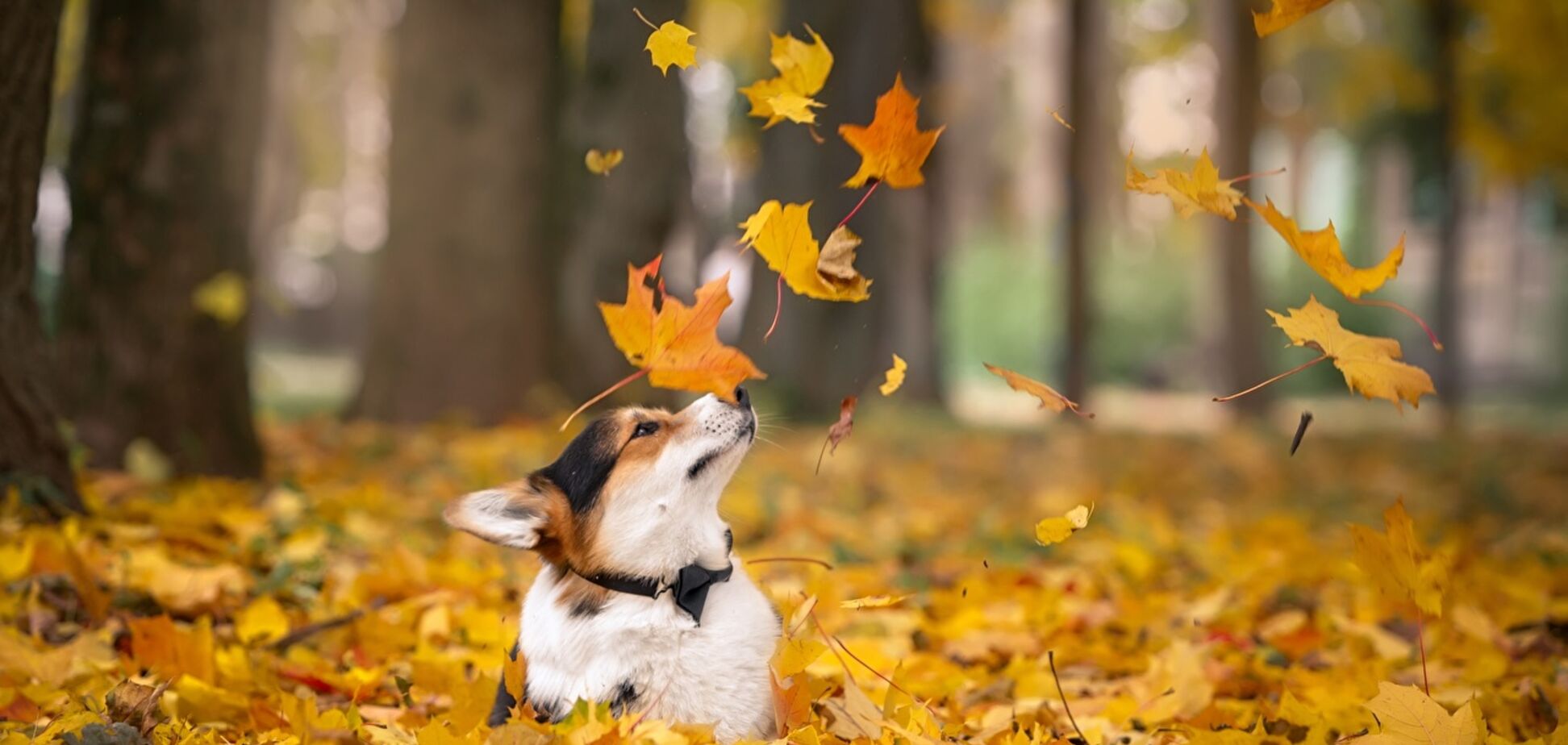 Погода, прогноз, Київ