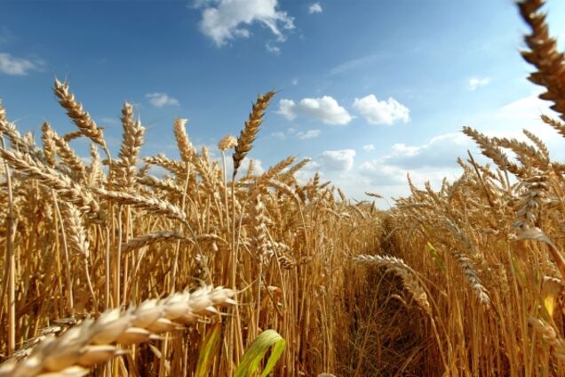 Как Россия из 'бензоколонки' превращается в 'аграрного монстра'